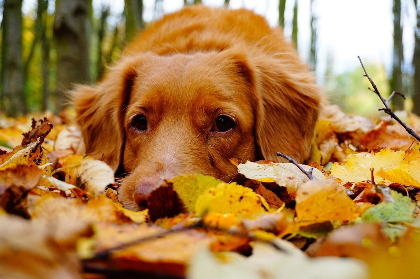 8 Signs Your Mood & Energy Change with the Seasons